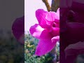 아름다웠던 그날  #shorts #도시와자연 #아름다운날