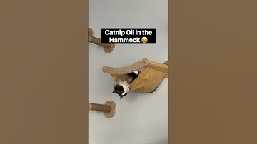 She loves her catnip oil 😂 #catnip #cat #catlover #viralreels #catlife #silly #FunnyCats #viral