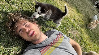 Faking My Death in Front of My Foster Husky Puppies