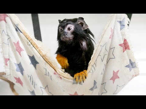 Тамарин Корак наконец-то встретился со своей невестой!