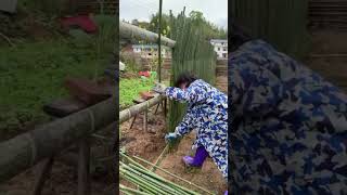 bamboo fence installation #construction #bamboo #fence #popular #viralshorts #shorts