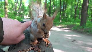 О старенькой белке / About an old squirrel