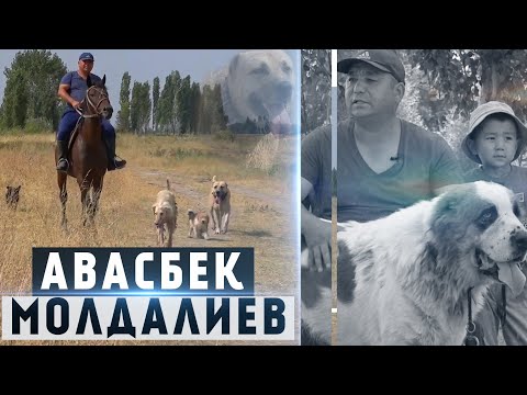 Video: Кинолог Москвада жана башка шаарларда канча айлык алат
