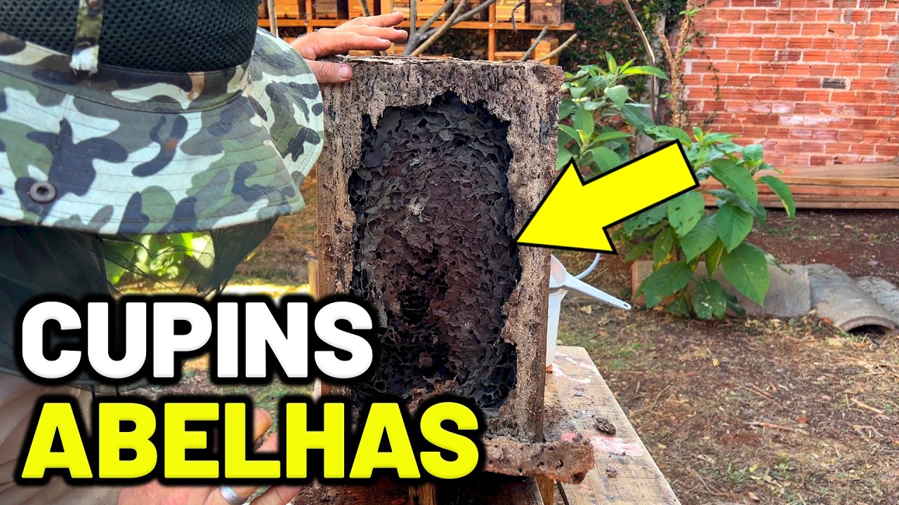 Os cupins quase destruíram essas abelhas Tubuna