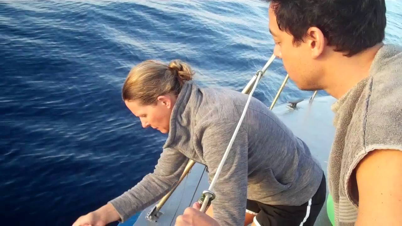 Ventura Deep Enders swim off San Nicolas Island with SHARK STOPPER