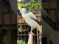 Male Singing Canary Bird Sound Birds Animals Canary Funnyanimals Male Singing Canary Bird Sound Birds Animals Canary Funnyanimals