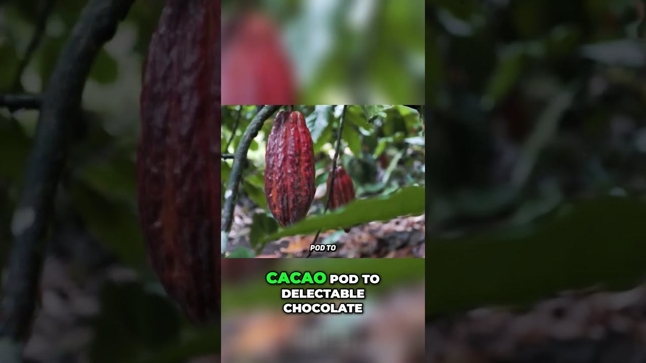 Chocolate Lover's Paradise: Fond Doux Estate