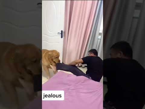 Video: Apakah Anjing Merengek Saat Mereka Bosan?