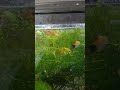 cuties #cutie #fish #aquaticpets #happy #fishtank #live #funny #pets #mollyfish #viral #shorts #hope