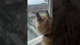 Cairn Terrier dog growls at nothing