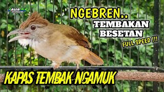 Kapas Tembak Ngamuk Ngebren Full Tembakan Dan Besetan Tajam #kapastembak