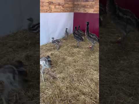 Как быстро растут