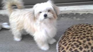 Download Lagu Mi tiara , mi amor ♥ MP3