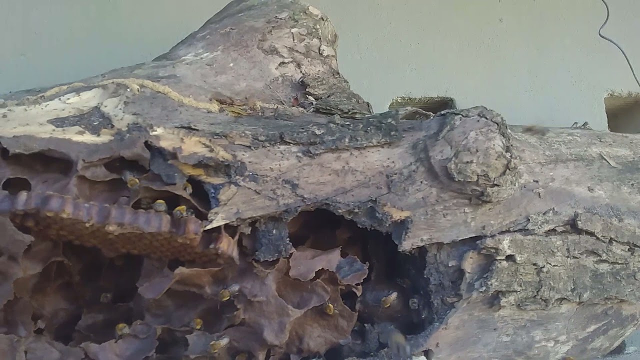 transferência de outra uruçu de um tronco velho para Caixa INPA