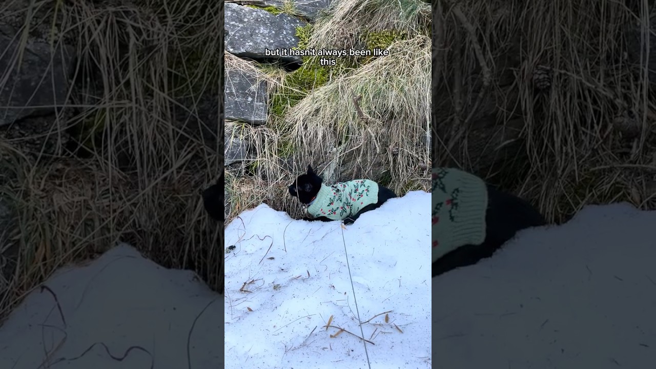 the reality of leash training a cat