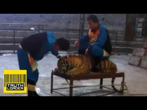 Shocking video of tiger abuse in zoo in China - Truthloader