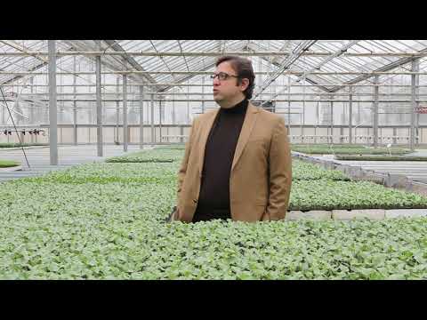 Video: Hibrit tohumun anlamı nedir?