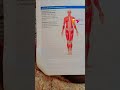 #nursingexam2025#muscularsystem#muscle#anatomy#largemuscle#cgvyapam#yt#ytshort#ytshortsindia#shorts