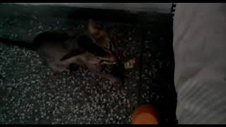 My Cute Anny Bathinda Pb03 Sardar Ji Pb03