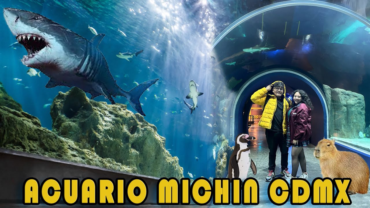 ACUARIO MICHIN PLAZA TEPEYAC 2024 / TOQUÉ A UN CAPIBARA 🦫🐬 - YouTube