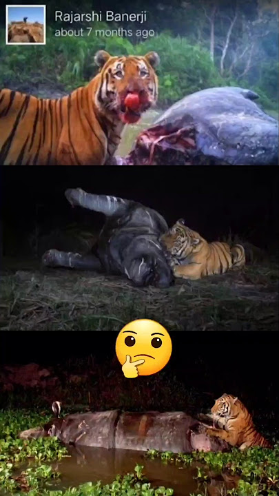 Tiger Kills Rhino?