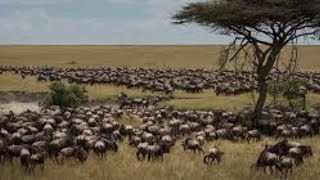 The Great Wildebeest Migration: Serengeti to Maasai Mara | Nature’s Epic Journey