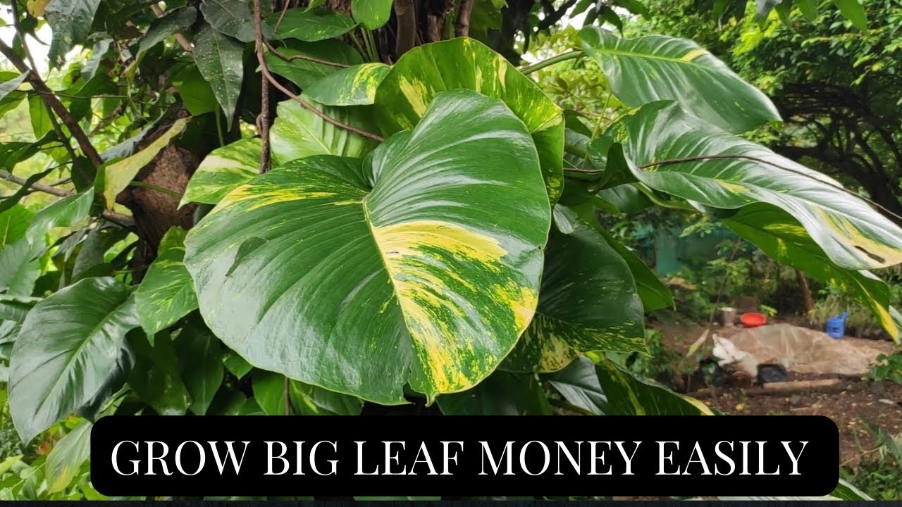 grow-big-leaf-money-plant-easily