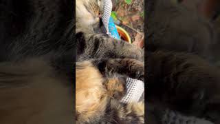 Yumi cat resting with a tick crawling on him. #IGotThatTickRightOffMyCat.