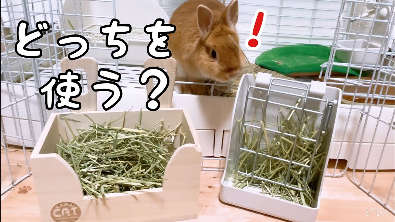 ウサギの牧草入れ￼を使い分け！【ネザーランドドワーフのコッペ