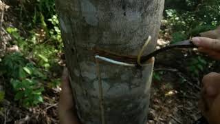 POKOK GETAH BANYAK LATEKS