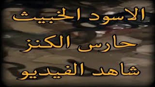 الاسود الخبيث حارس الكنز