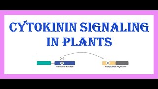 Cytokinin Signaling in Plants