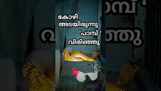 കോഴി അടയിരുന്നു പാമ്പ് വിരിഞ്ഞു,,,,,#shihabchelari #shihabchelarivlogs