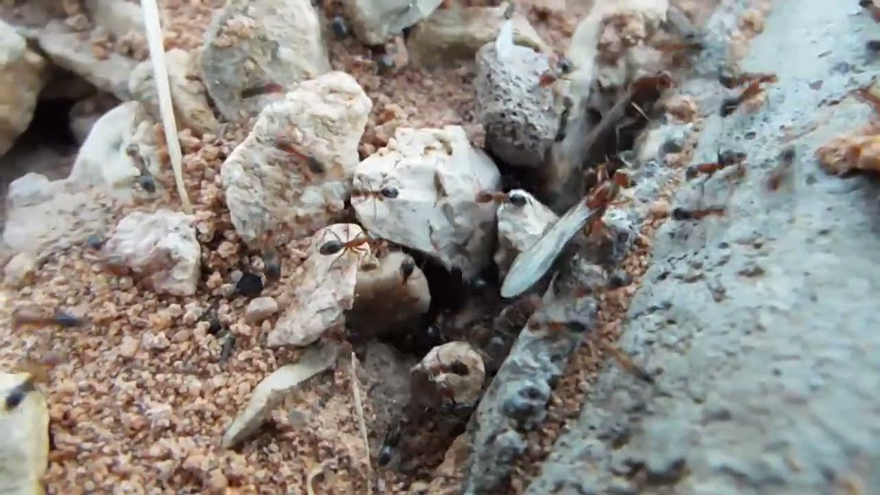Ant Community