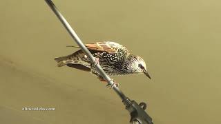 Download Lagu European Starling - sturnus vulgaris (birds)    (#birds #birdwatching) MP3