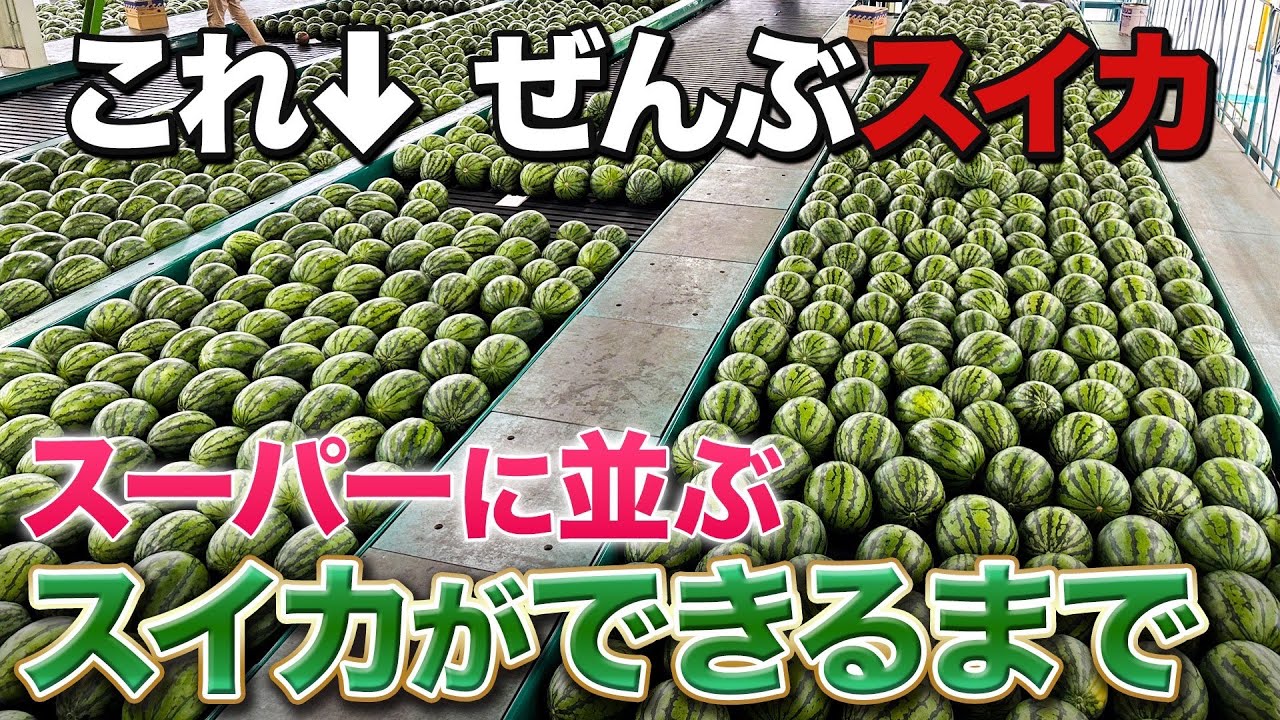 【産地見学】鳥取大栄スイカがスーパーに並ぶまで密着！｜スーパー青果部門社員研修