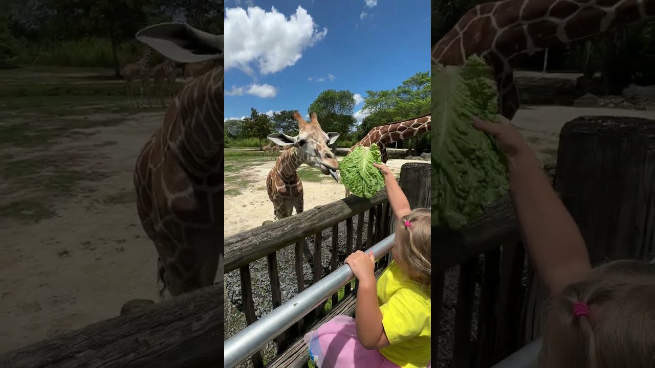 Милая Наоми кормит жирафа. Детское короткое видео!