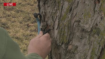 Hamilton County Conservation demonstrates tapping a maple tree to get sap
