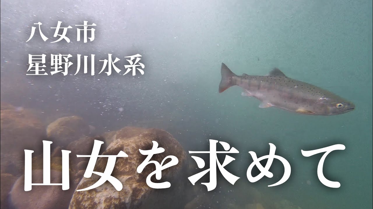 【水中映像有り・渓流釣り・八女市星野川】山女ヤマメを求めて初の渓流釣りに挑戦✨美し過ぎる川で最高の避暑体験を楽しむ🐟#211 福岡釣部 in 福岡・糸島・佐賀・北九州・玄界灘・広島・岡山・瀬戸内海