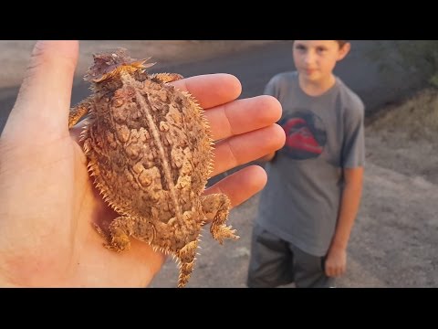 slow-spiked-pancake-tried-to-get-away,-he-didn't-make-it!-nature,-travel,-herping,-funny-animals,-4k