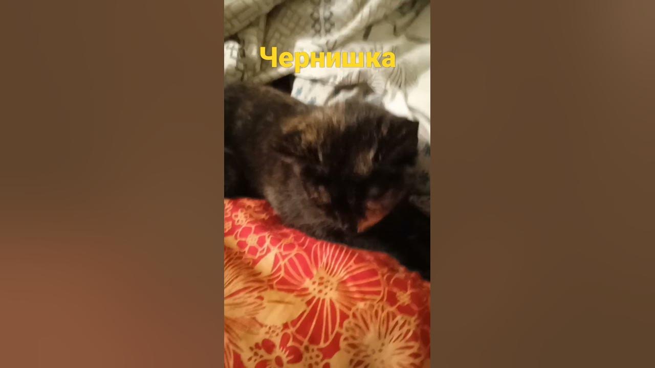 наша Чернишка - YouTube
