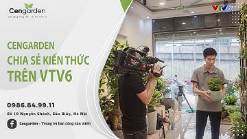 CÂY XANH CHO KHÔNG GIAN BẾP - VTV6- THẾ HỆ SỐ | OFFICIAL BỞI CENGARDEN