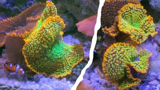 Rainbow Rhodactis Mushroom Coral Splitting