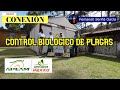 CONTROL BIOLOGICO DE PLAGAS