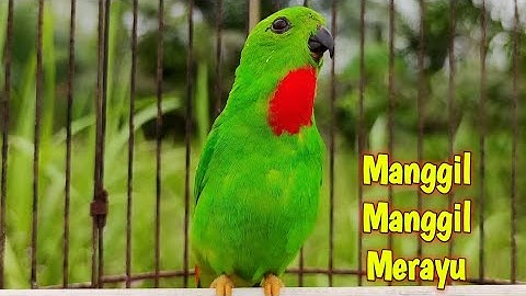 serindit pikat gacor Manggil-Manggil Merayu seperti ini Ampuh Untuk Memancing Bunyi burung serindit