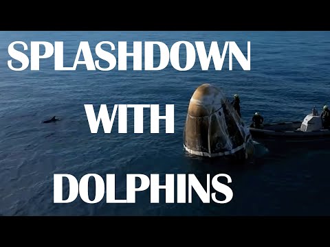 Splashdown With Dolphins