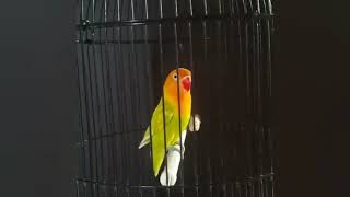 Pancingan lovebird ngetik panjang