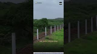 टमाटर और बेल वाली फसलों के लिए सबसे मज़बूत सहारा! 🍅🌱 #shorts #smartfarming