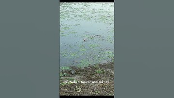 #shorts đam mê câu lure câu cá lóc giải trí #108 #fishing #cauca