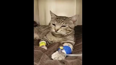 Pyrethroid Toxicosis in a Cat - Be Advised, Hard To Watch